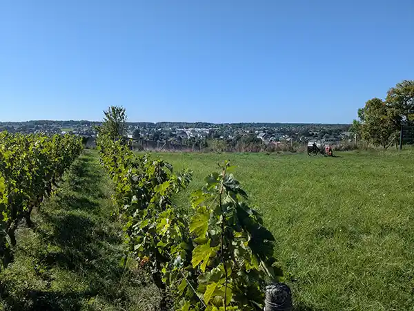 Événement du 24 Mai : Pique-nique des Vignerons Indépendants